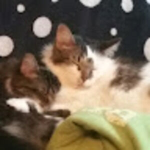 Meet your Posher, Sweet